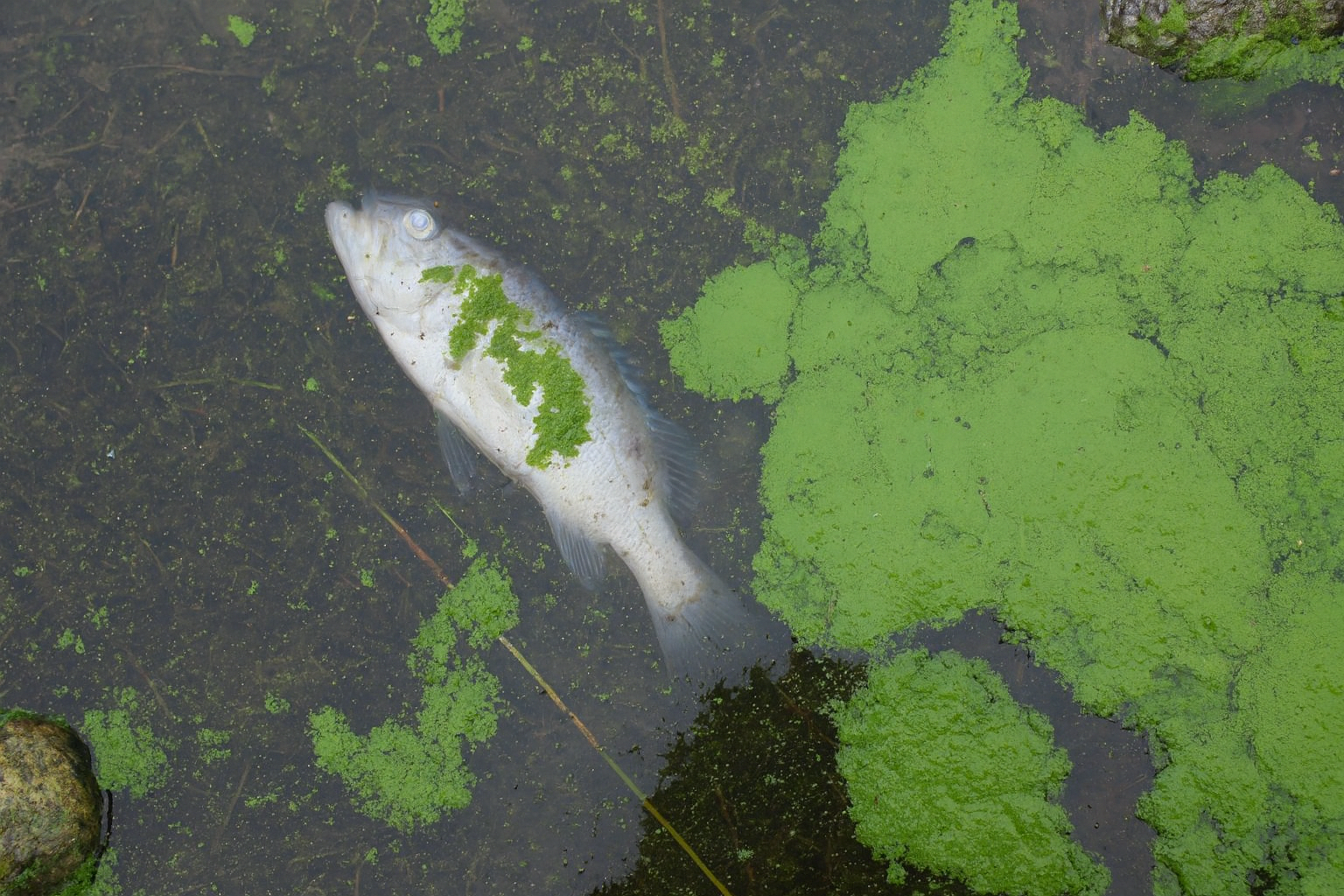 Algae Analysis & Cyanotoxin Detection