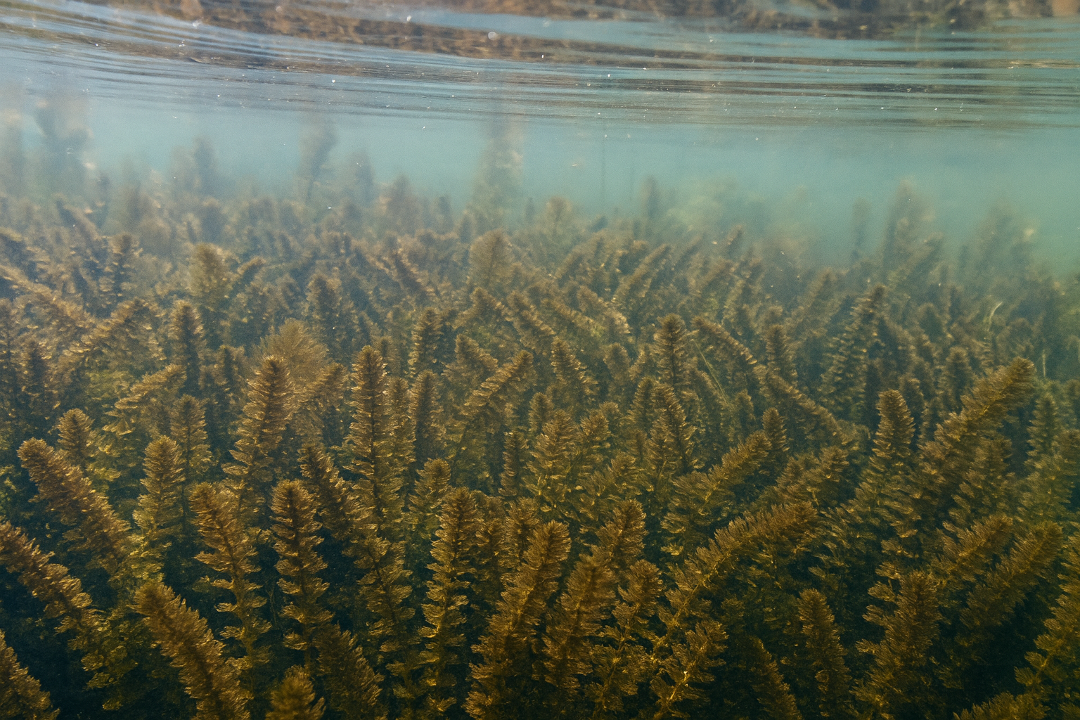 Aquatic Invasive Species Management